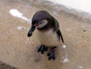 Humboldt Penguin vii